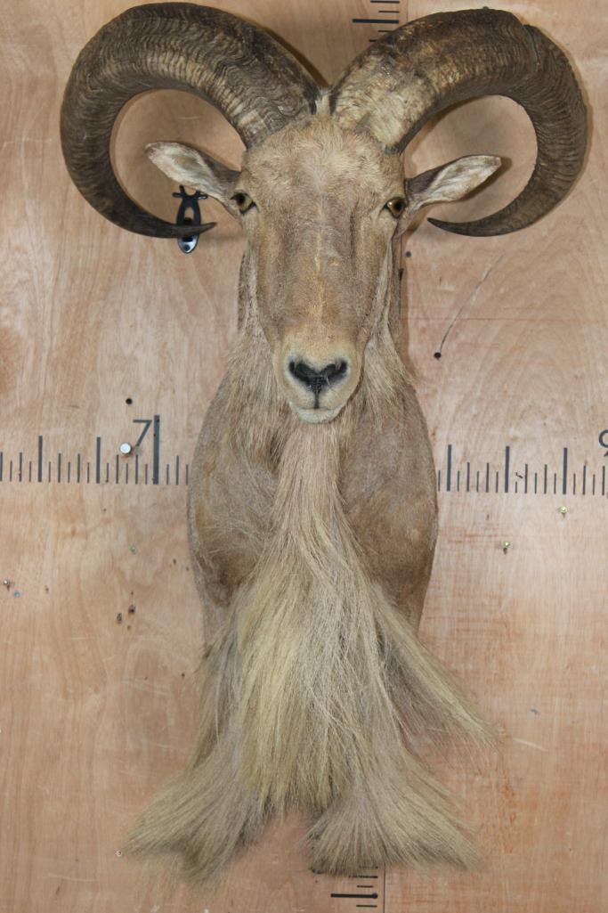 XXL Trophy Sized AOUDAD Shoulder Mount or 1/3 Body Mount: Nice, Clean, and Newer XXL Trophy Sized AOUDAD Shoulder Mount or 1/3 Body Mount. It has a bit of the front legs. The Left Horn measures 31.5" Long and 13" around the Horn Base. The Right Horn