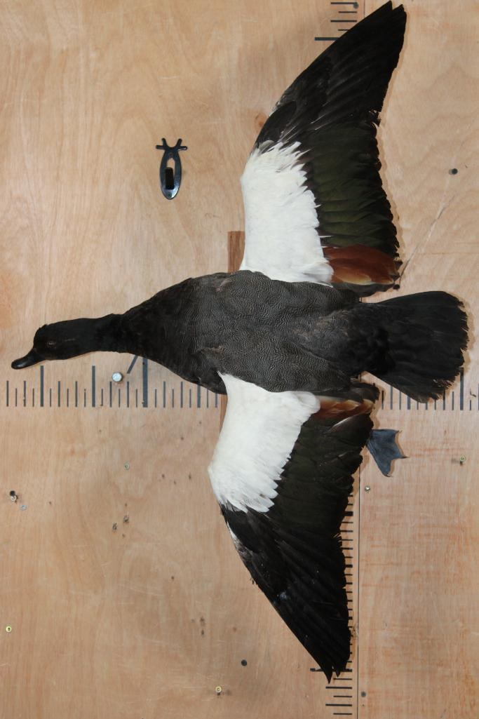 Big PARADISE SHELDUCK from New Zealand on a Wall Hanging Log Base: Big and Beautiful PARADISE SHELDUCK from New Zealand. It has a 38" Wingspan x 25" Wide x 12" Depth and is mounted on a Log Wall Hanging Base. It is Very Nice and Clean and in Very Good Condition.