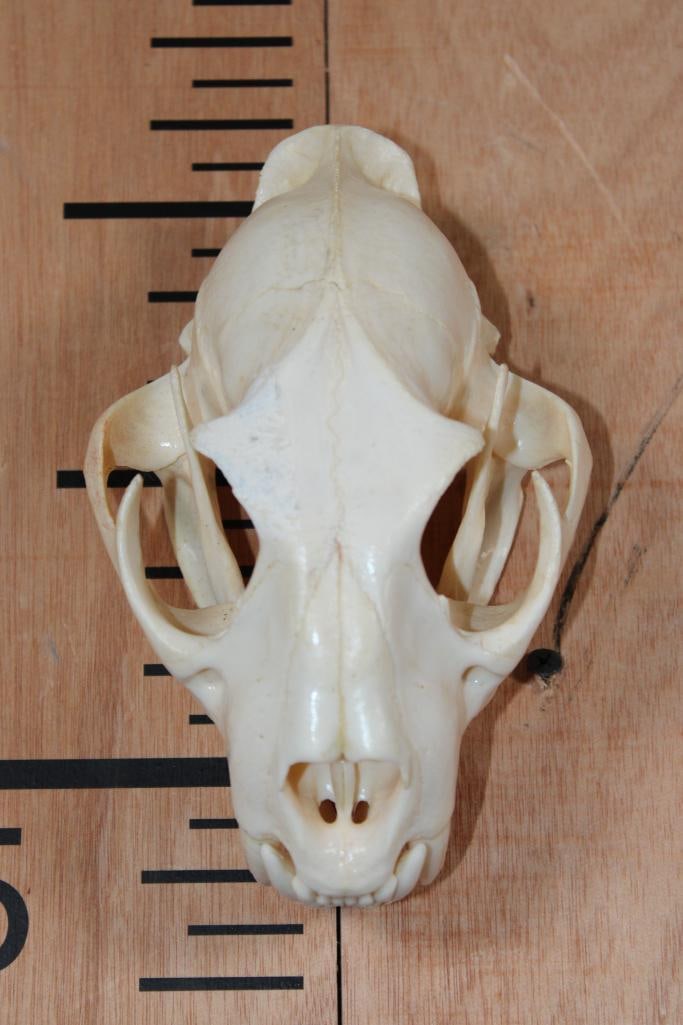 *TEXAS RESIDENTS ONLY* LEOPARD Skull on a Wire Hanger: *TEXAS RESIDENTS ONLY*! Nice LEOPARD Skull. It has All its Teeth and a Glued Jaw. It measures 7 3/8" Long x 4.75" Wide and has a Wire Hanger for display. TAXIDERMY SKULLS *Texas Residents