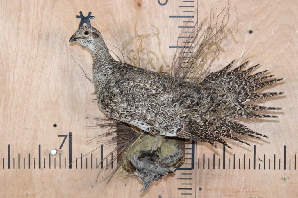 SAGE GROUSE Perched on a Decorative Wood Plaque: Nice Life-sized SAGE GROUSE Perched on a Decorative Wood Plaque. It measures 20" Long x 15" Tall x 10" Depth and is in Good Condition. TAXIDERMY BIRDS 
