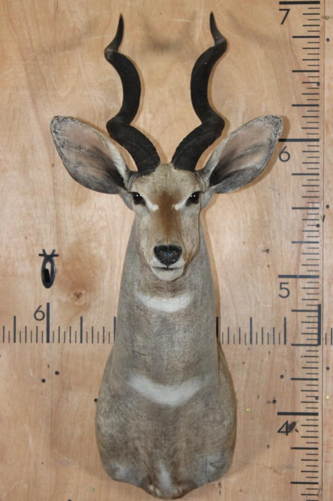 LESSER KUDU Shoulder Mount (1 of 9)