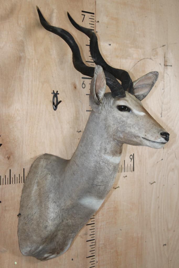 LESSER KUDU Shoulder Mount - 2