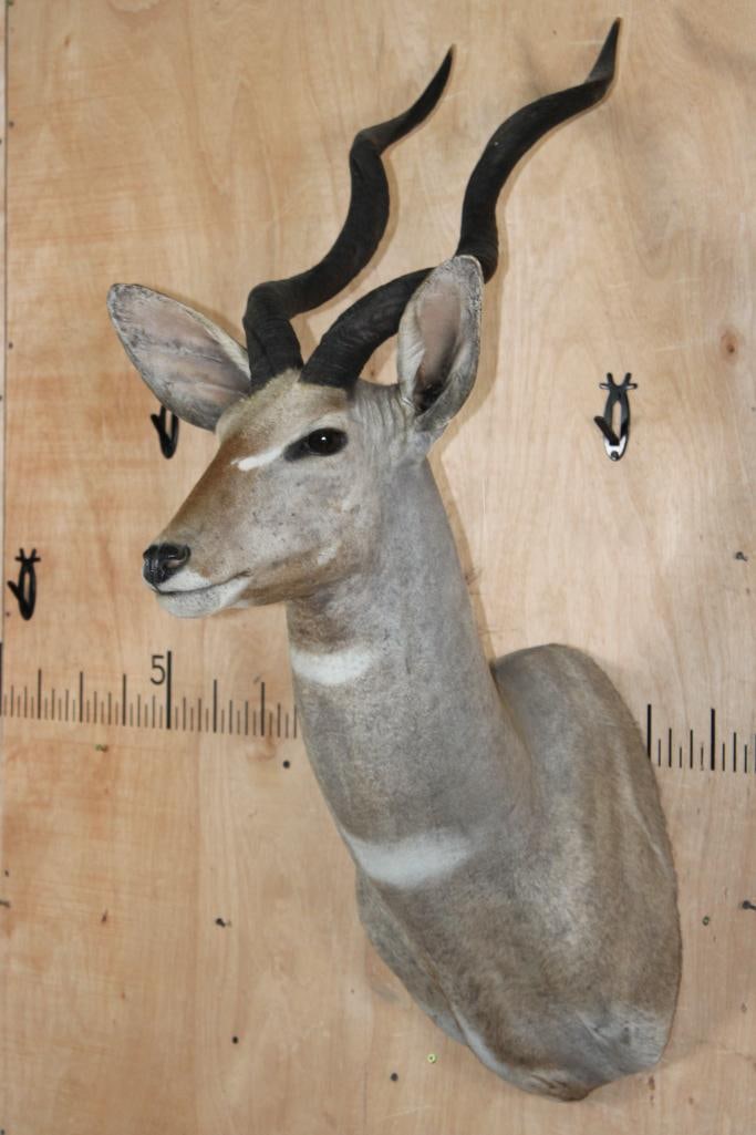 LESSER KUDU Shoulder Mount - 3