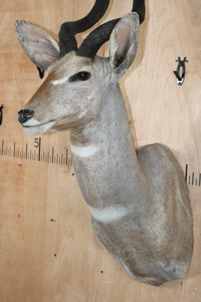LESSER KUDU Shoulder Mount - 4