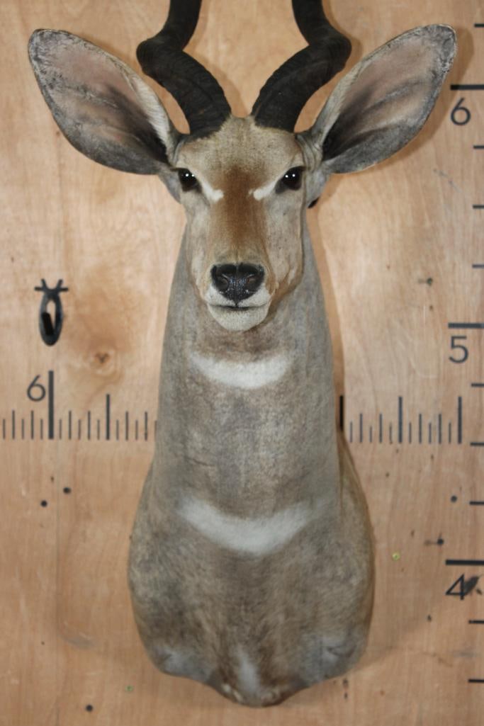 LESSER KUDU Shoulder Mount - 5