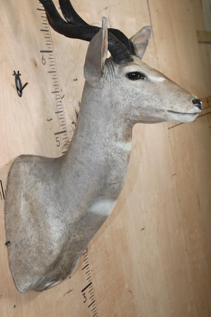 LESSER KUDU Shoulder Mount - 6