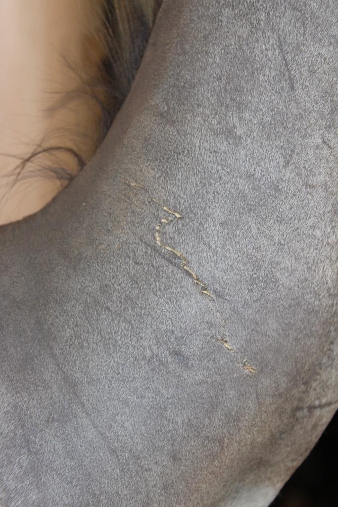 LESSER KUDU Shoulder Mount - 7