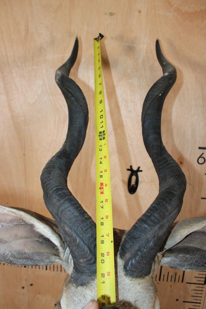 LESSER KUDU Shoulder Mount - 8