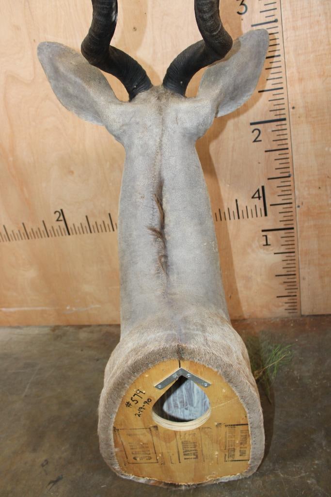 LESSER KUDU Shoulder Mount - 9