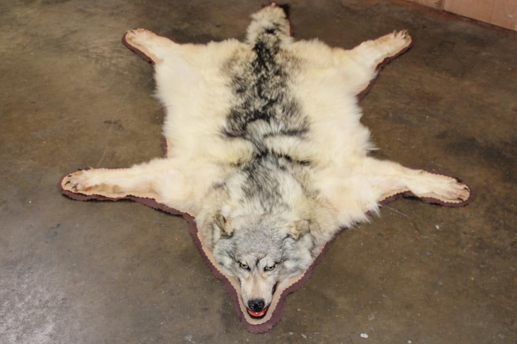 WOLF Hide or WOLF Rug with its Mounted Head and Double Felt: Very Nice and Clean WOLF Hide or WOLF Rug. It is mounted with its Head. Paws and Claws (all claws but 2). It measures 78" Long x 55" Wide and is Double Felted. It is in Very Good Condition. TAXIDERMY