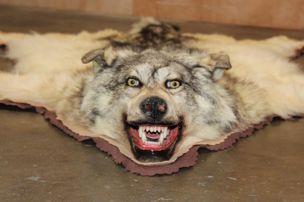 WOLF Hide or WOLF Rug with its Mounted Head and Double Felt - 2