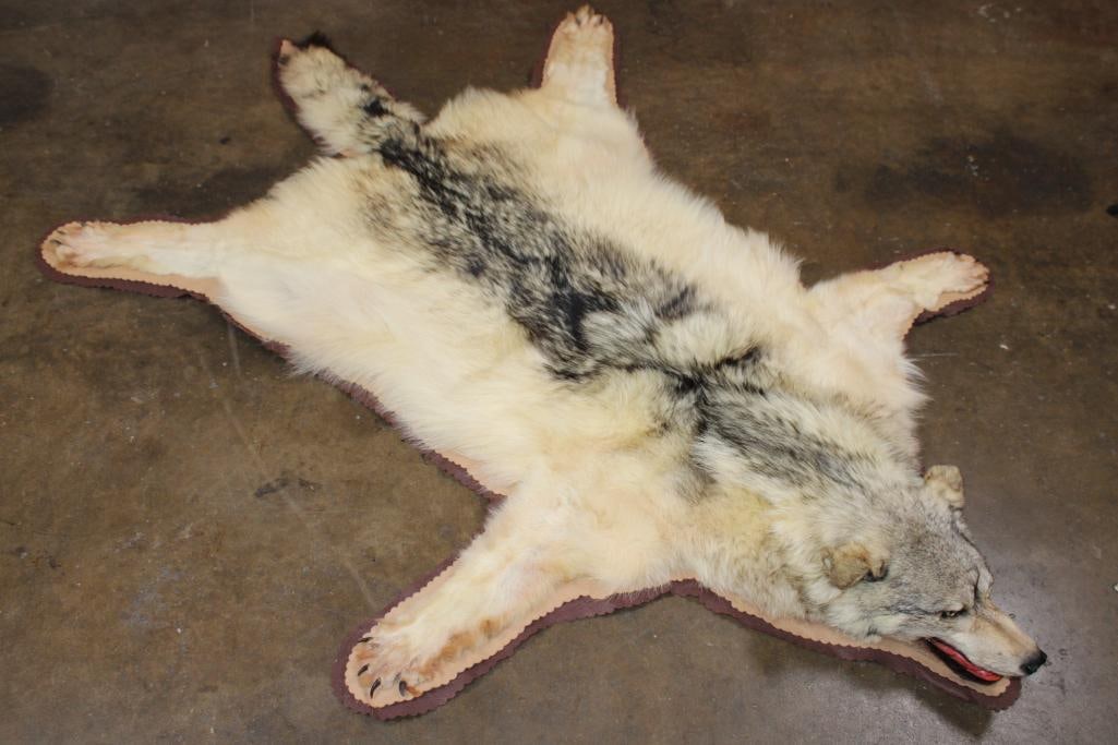 WOLF Hide or WOLF Rug with its Mounted Head and Double Felt - 3