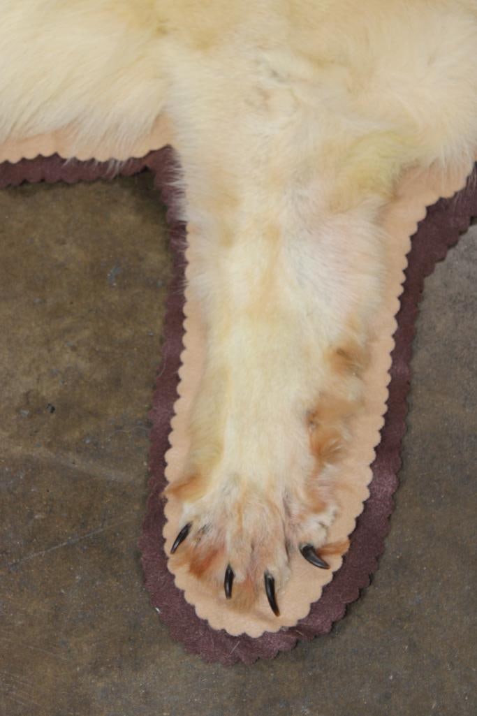 WOLF Hide or WOLF Rug with its Mounted Head and Double Felt - 5