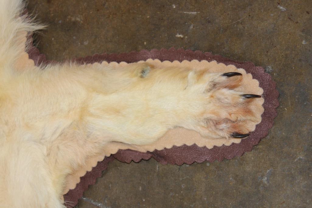 WOLF Hide or WOLF Rug with its Mounted Head and Double Felt - 6