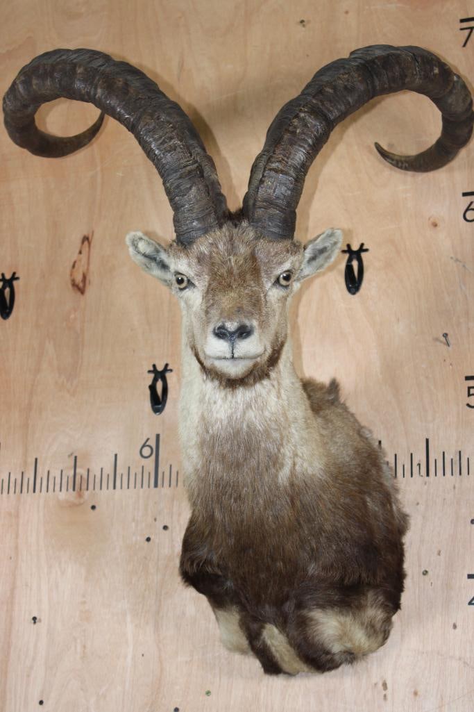 Big ALPINE or CAPRA IBEX Shoulder Mount: Nice and Clean ALPINE IBEX Shoulder Mount. The Left Horn measures 35.5" Long and 10 5/8" around the Horn Base and the Right Horn measures 36" Long and 10 3/8" around the Horn Base. It is in Good Condi