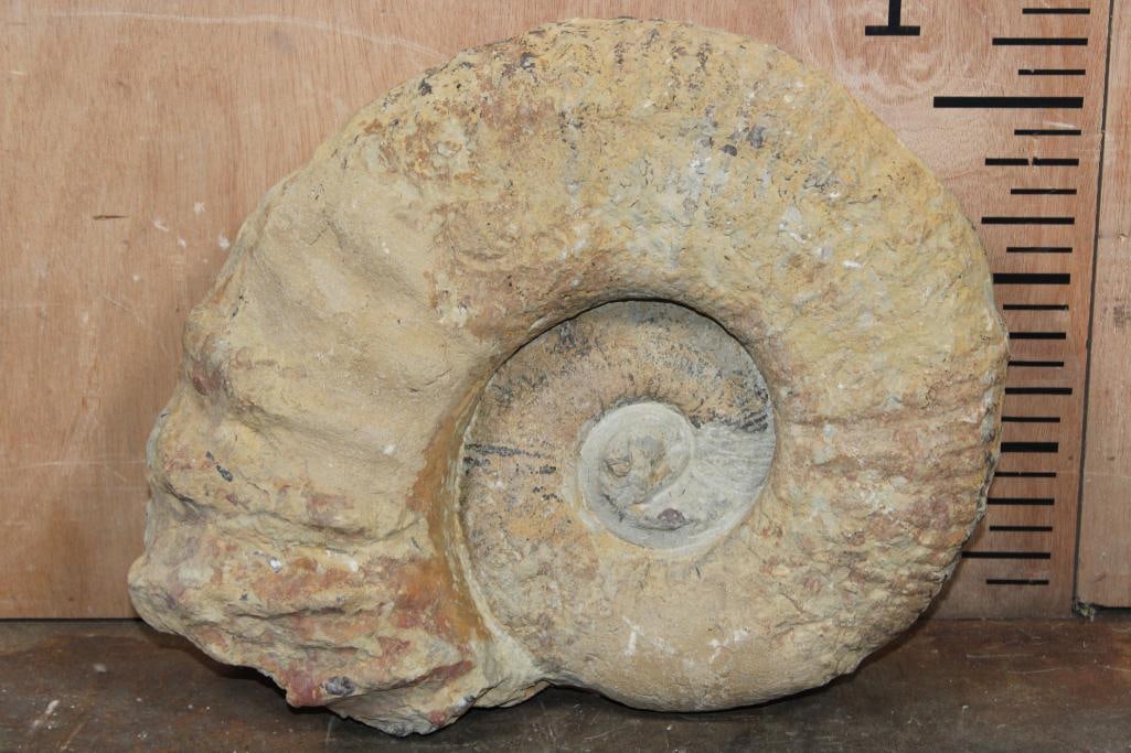 XXL AMMONITE Fossil Specimen, Weight: 28 lbs: XXL AMMONITE Fossil Specimen from Morocco. It measures 14" Long x 11.5" Wide x 5.25" Thick and the Total Weight is 88 lbs 14 oz. This is a large, well-preserved specimen from the Cretaceous and Devoni