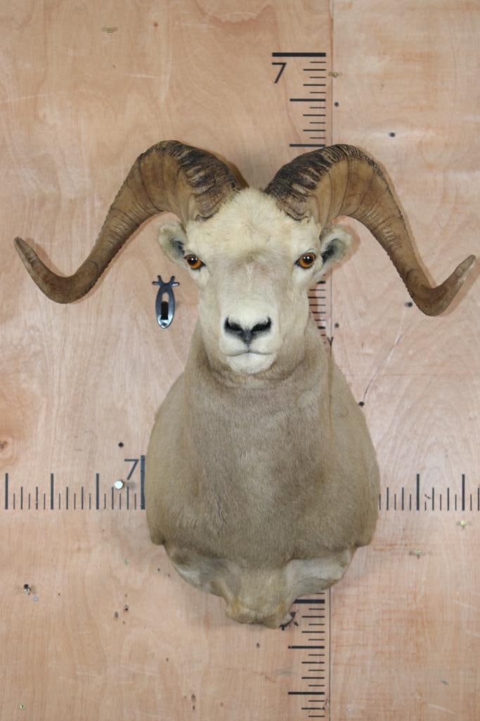 Big ROCKY MOUNTAIN BIG HORN Sheep Ram Shoulder Mount: Very Nice and Clean ROCKY MOUNTAIN BIG HORN Sheep Ram Shoulder Mount. The Left Horn measures 30 7/8" Long and 12 7/8" around the Horn Base. The Right Horn measures 30.75" Long and 13 1/8" around the H