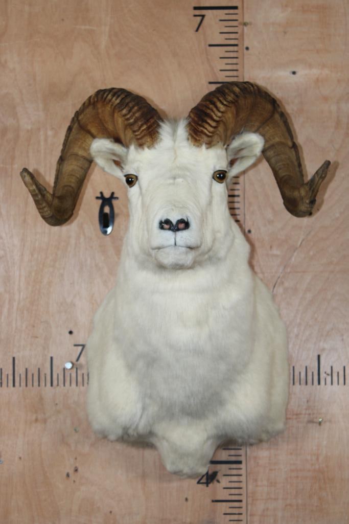 DALL SHEEP RAM Shoulder Mount: Very Nice DALL SHEEP RAM Shoulder Mount. The Left Horn measures 30 1/8" Long and 11.75" around the Horn Base. The Right Horn measures 30" Long and 12" around the Horn Base. It is in Good Condition. TA