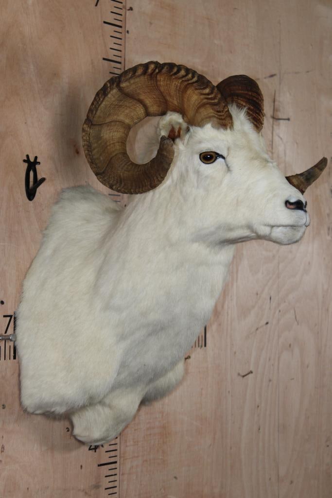 DALL SHEEP RAM Shoulder Mount - 2