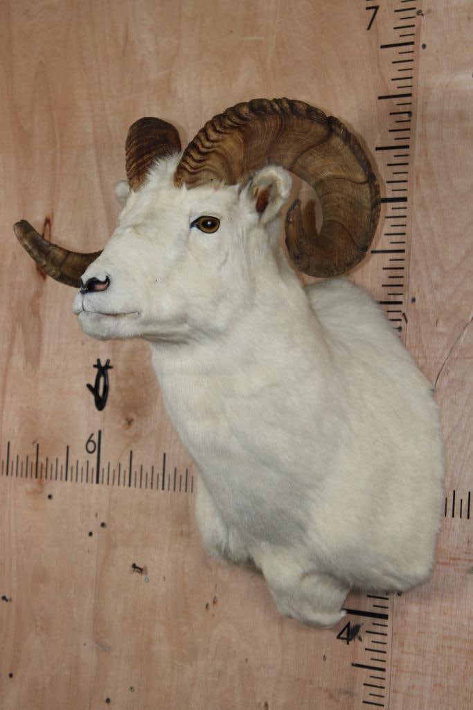 DALL SHEEP RAM Shoulder Mount - 3