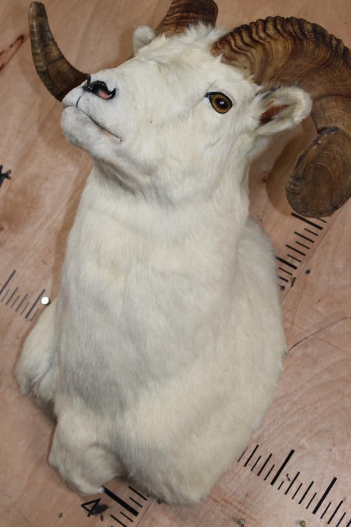 DALL SHEEP RAM Shoulder Mount - 4
