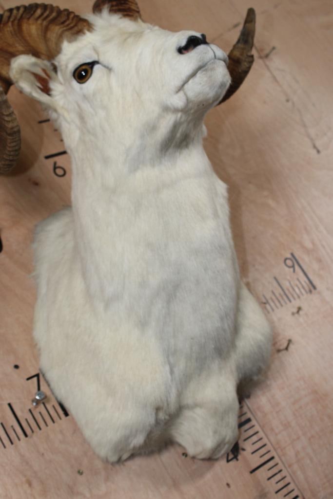 DALL SHEEP RAM Shoulder Mount - 5