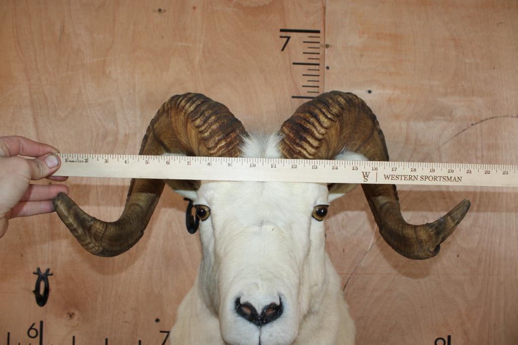 DALL SHEEP RAM Shoulder Mount - 6
