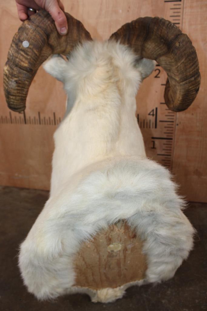 DALL SHEEP RAM Shoulder Mount - 7