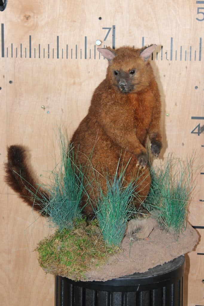Life-sized AUSTRALIAN POSSUM on a Decorative Base: Life-sized AUSTRALIAN POSSUM on a Decorative Base. It measures 19" Long x 14" Wide x 21" Tall and Weighs 4.5 lbs. This is a Nice mount in Good Condition. TAXIDERMY 