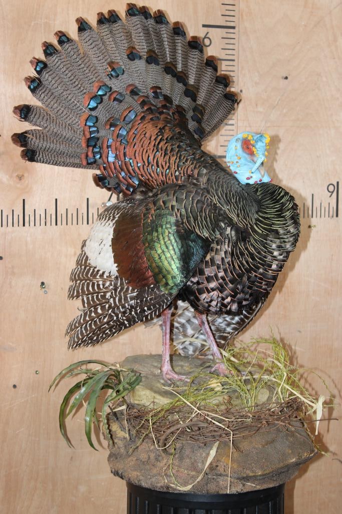 Life-sized OSCILLATED TURKEY on a Decorative Lightweight Base (1 of 9)