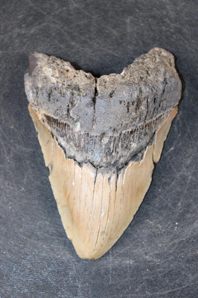 Big MEGALODON Shark Tooth Fossil: Big MEGALODON Shark Tooth Fossil. It measures 4 5/8" Long from the Top Corner to the Tip and it Weighs 9 oz. MEGALODON SHARK TEETH