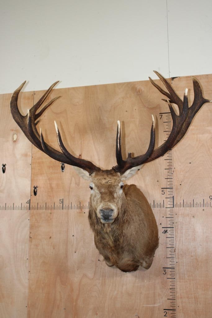 Massive XXL 17-Point RED STAG Shoulder Mount (1 of 11)
