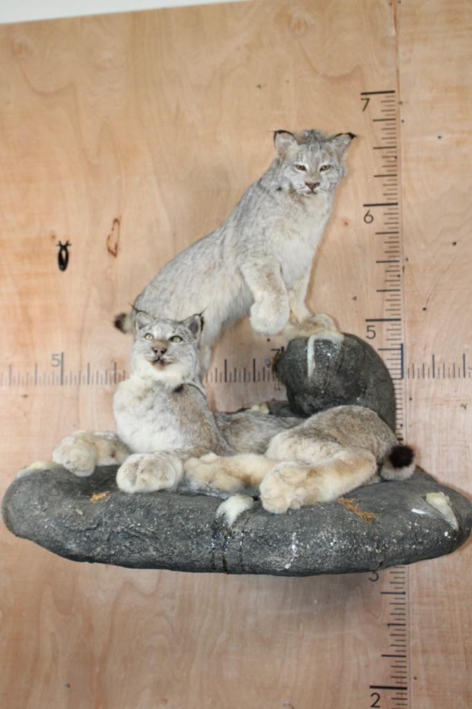 2 Life-sized LYNX on a Rock Wall Hanging Base: 2 Very Nice and Clean Life-sized LYNX. They are mounted on a Rock Wall Hanging Base with icicles. The Total Mount measures 40" Long x 36" Tall x 33" Depth. This is High Quality taxidermy, both are in