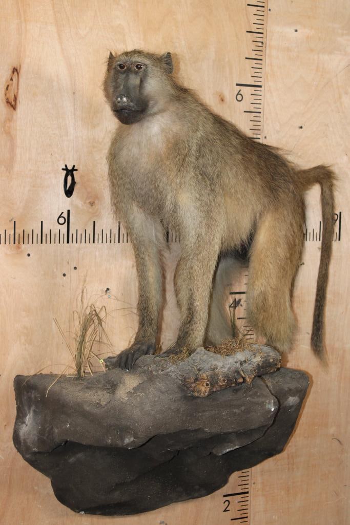 Life-sized BABOON on a Rock Wall Hanging Base: Very Nice and Clean Life-sized BABOON. It is mounted on a Rock Wall Hanging Base. The Total Mount measures 39" Long x 52" Tall x 25" Depth. It is in Good Condition. TAXIDERMY 
