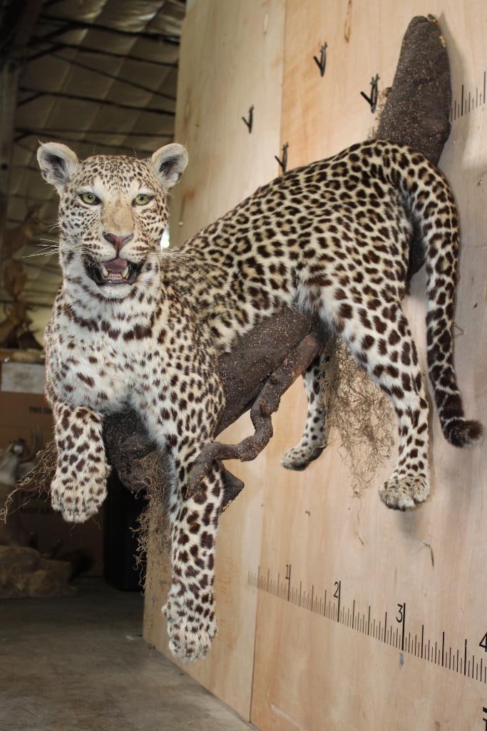 *TEXAS RESIDENTS ONLY* Life-sized LEOPARD on a Wall Hanging Base (1 of 10)