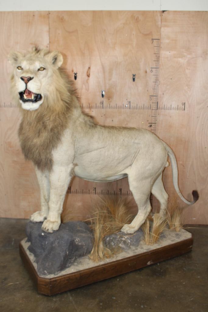 *TEXAS RESIDENTS ONLY* Big Life-sized AFRICAN LION on a Decorative Base with Wheels: *TEXAS RESIDENTS ONLY*! Big Very Nice and Clean Life-sized AFRICAN LION. He has All his Claws, a great face, and Big Mane. The Total Mount measures 79" Long x 30" Wide x 76" Tall and is Very