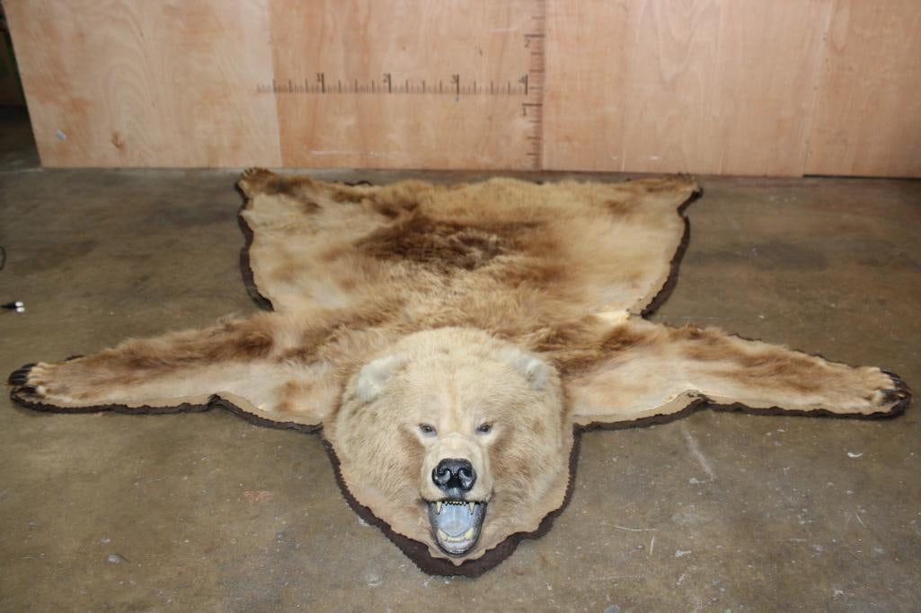 GRIZZLY or BROWN BEAR Rug with its Massive Head and Double Felted Backing (1 of 10)