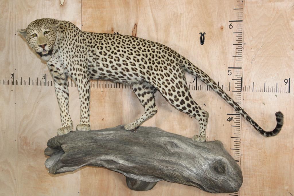 *TEXAS RESIDENTS ONLY* Life-sized LEOPARD on a Log Wall Hanging Base (1 of 12)