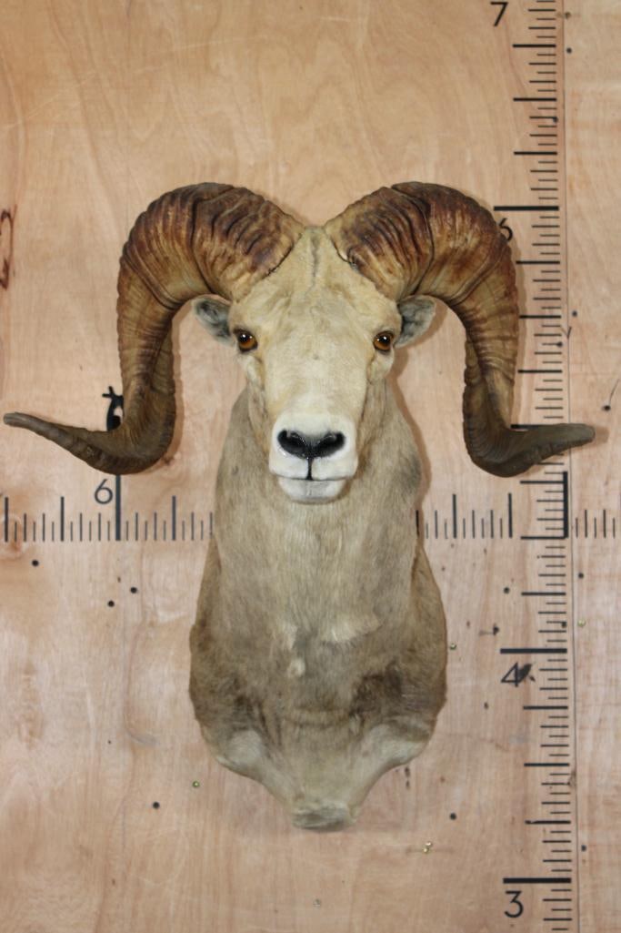 *TEXAS RESIDENTS ONLY* ARGALI Sheep Ram Shoulder Mount (1 of 5)