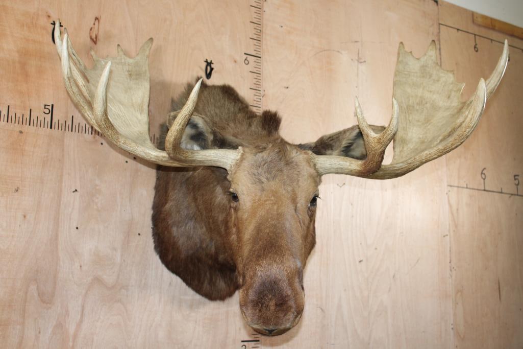 17-Point MOOSE Shoulder Mount Looking to the Right: Very Nice and Clean 17-Point MOOSE Shoulder Mount. It has a 57 7/8" Spread and is looking to his right. There is a minor hide rub on the back of the right ear. Otherwise, it is in Very Good