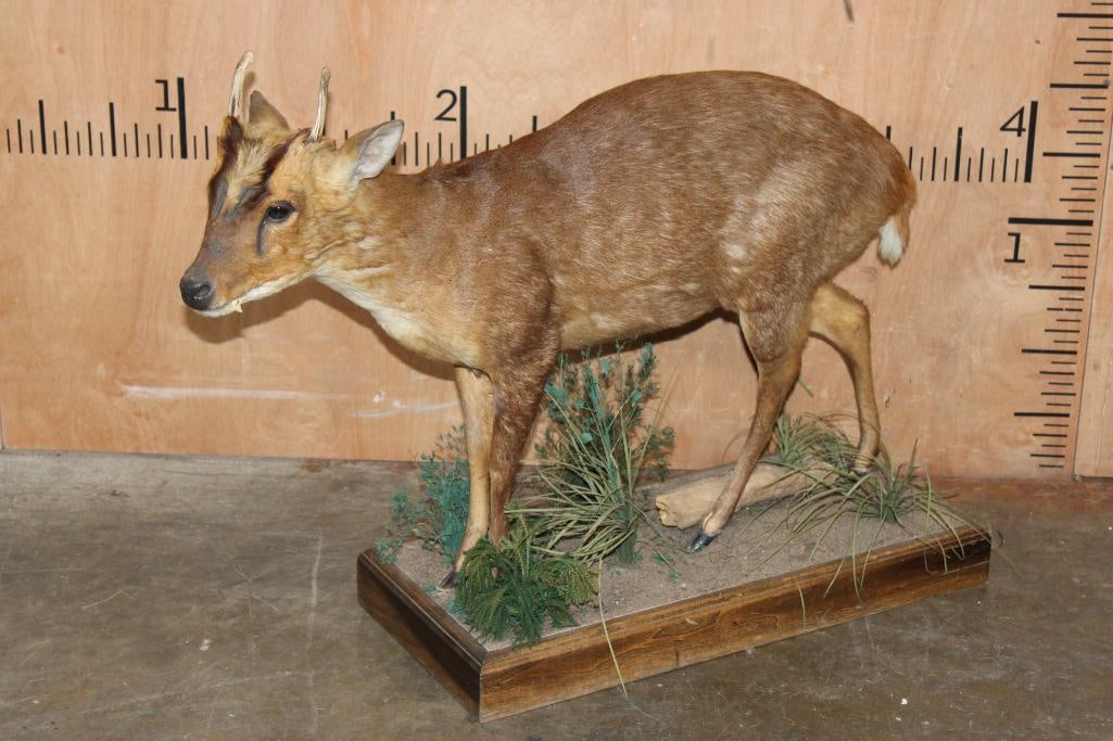 Life-sized MUNTJAC on a Decorative Wood Base: Very Nice, Clean, and Newer Life-sized MUNTJAC. It is mounted on a decorative Wood Base, the Total Mount measures 33" Long x 10.5" Wide x 24" Tall. It Weighs 18 lbs. Muntjac deer have unique facial fe