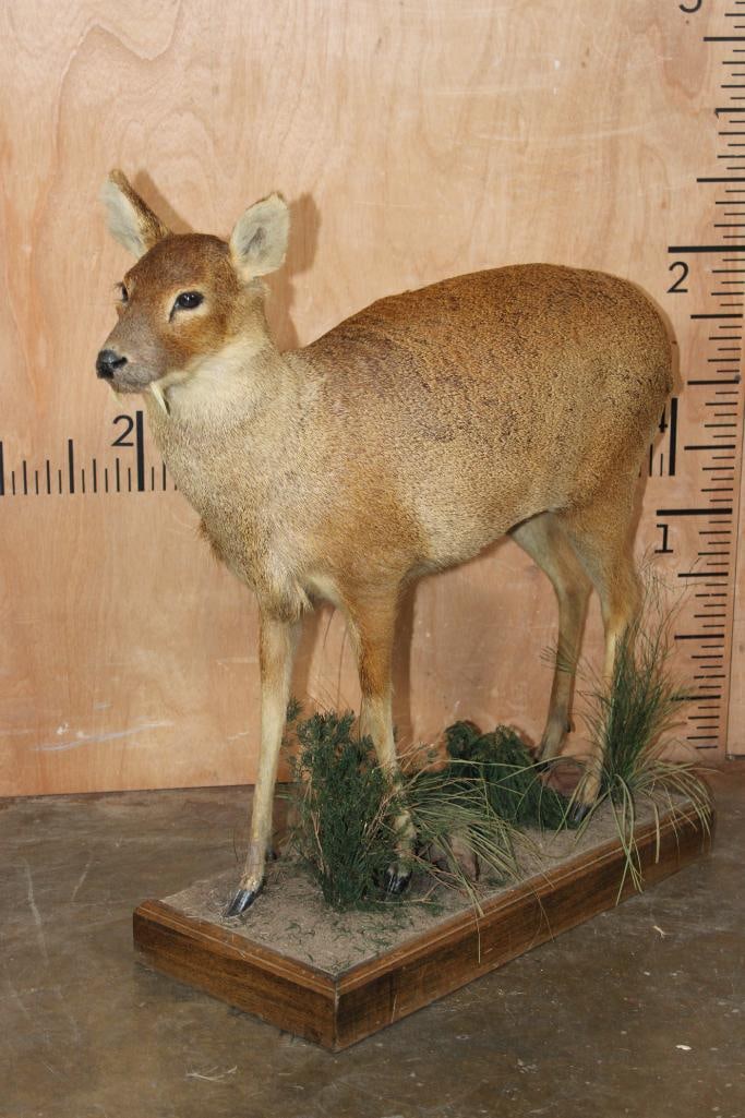 Life-sized CHINESE WATER DEER on a Decorative Wood Base: Very Nice, Clean, and Newer Life-sized CHINESE WATER DEER. It is mounted on a Decorative Wood Base, the Total Mount measures 30" Long x 10.5" Wide x 30" Tall. It weighs 20 lbs. The water deer is a sma
