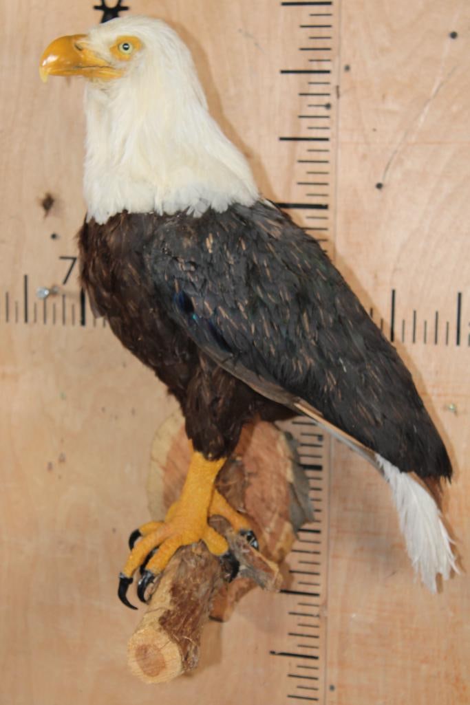 BALD EAGLE Reproduction Perched on a Wood Log Wall Hanging Base: Very Nice and Realistic BALD EAGLE Reproduction. It is majestically perched on a Wood Branch for easy display. The Total Mount measures 28" Tall x 16" Long x 19" Depth (from the wall). It contains NO