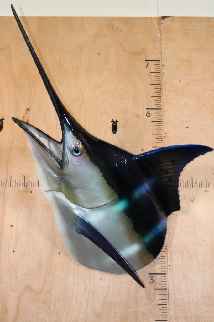 XXL 1/3 Body MARLIN Reproduction Mount: Very Nice XXL 1/3 Body MARLIN Reproduction Mount. It measures 55.5" Long x 35" Wide x 32" Depth and is in Very Good Condition. Marlins, an apex predator, are among the fastest marine swimmer