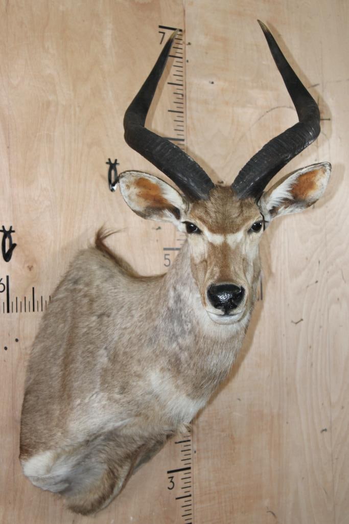 MOUNTAIN NYALA Shoulder Mount (1 of 8)