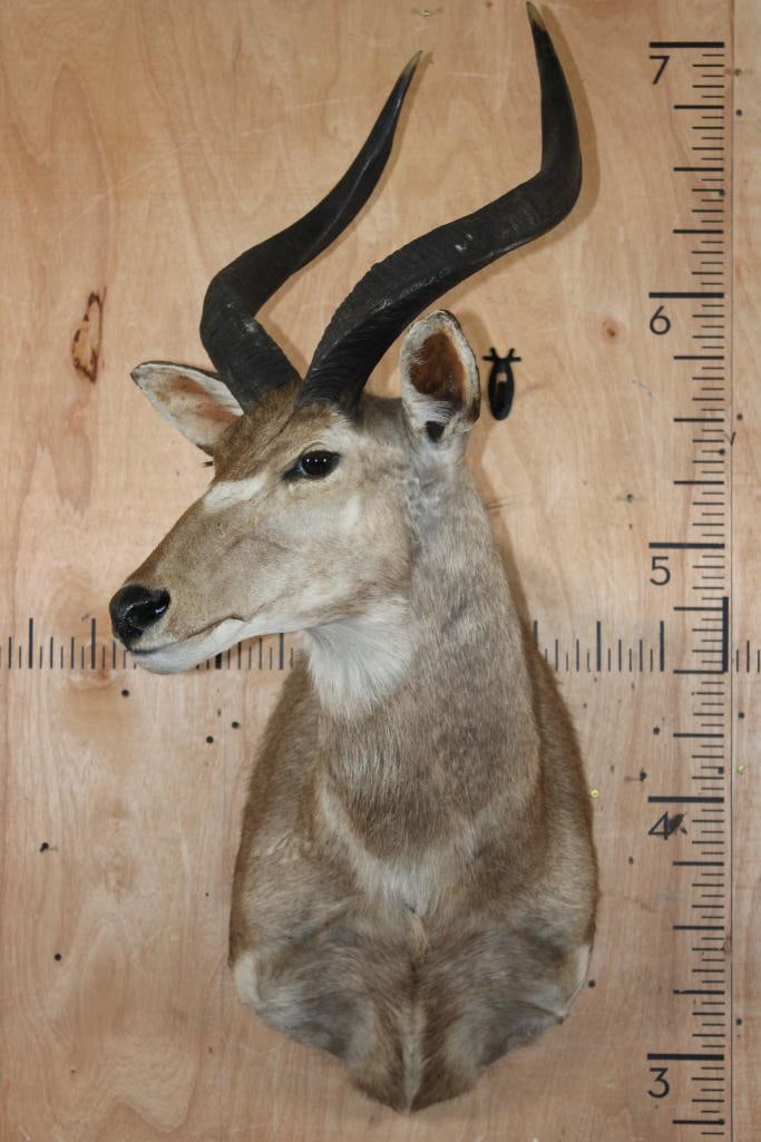 MOUNTAIN NYALA Shoulder Mount - 2