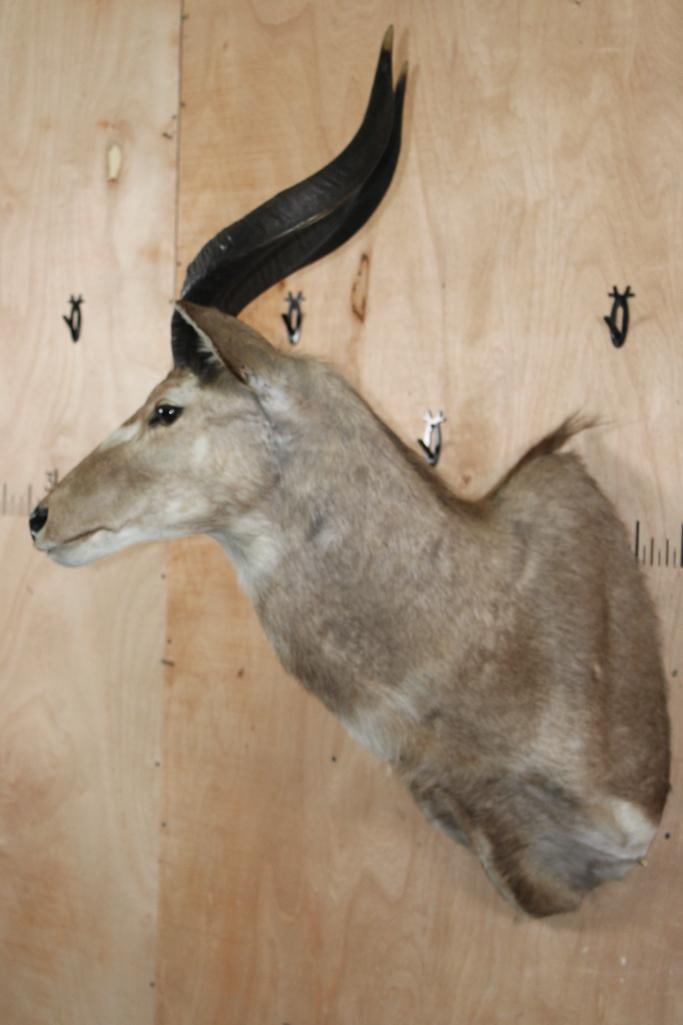 MOUNTAIN NYALA Shoulder Mount - 3