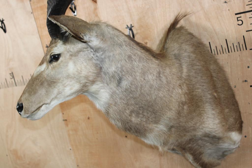 MOUNTAIN NYALA Shoulder Mount - 4