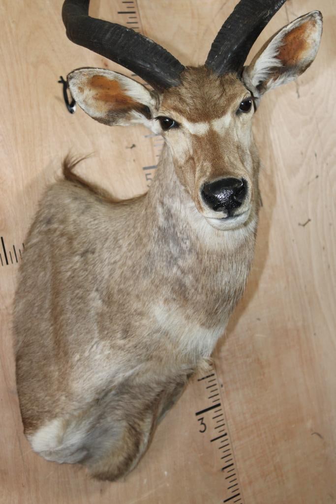 MOUNTAIN NYALA Shoulder Mount - 5