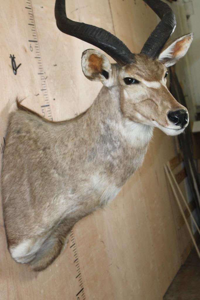 MOUNTAIN NYALA Shoulder Mount - 6